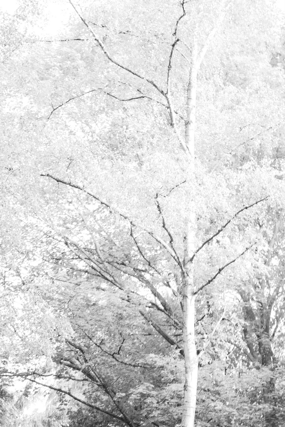Birches in Light 1 2019 Photography © Christiane Weismüller
