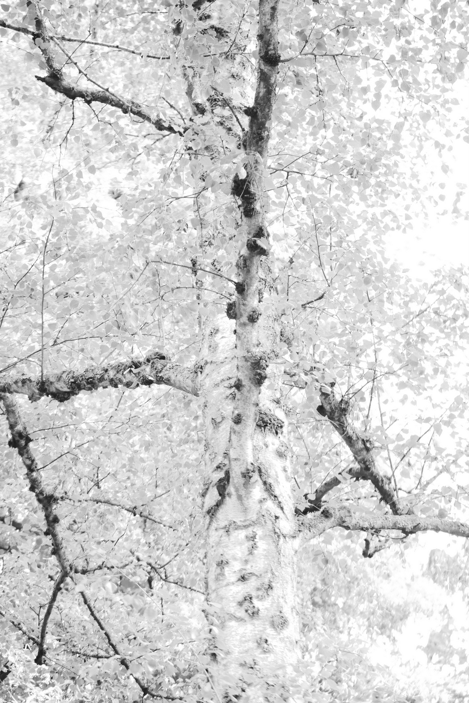 Birches in Light 3 2019 Photography © Christiane Weismüller