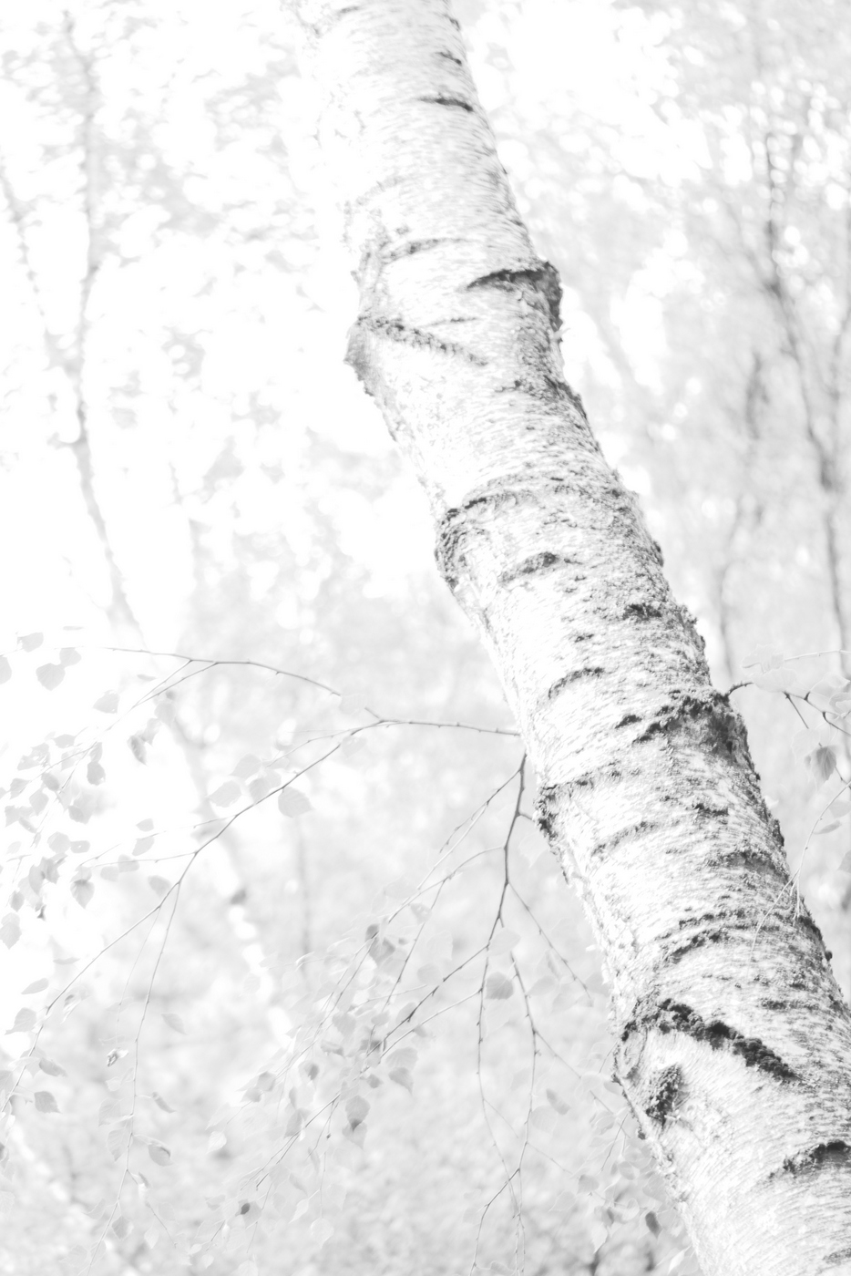 Birches in Light 8 2019 Photography © Christiane Weismüller
