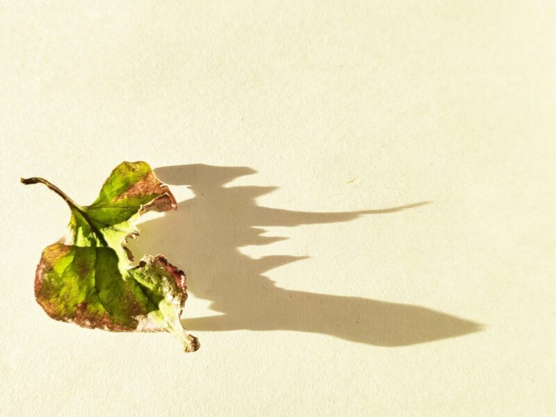 Blatt-Schatten