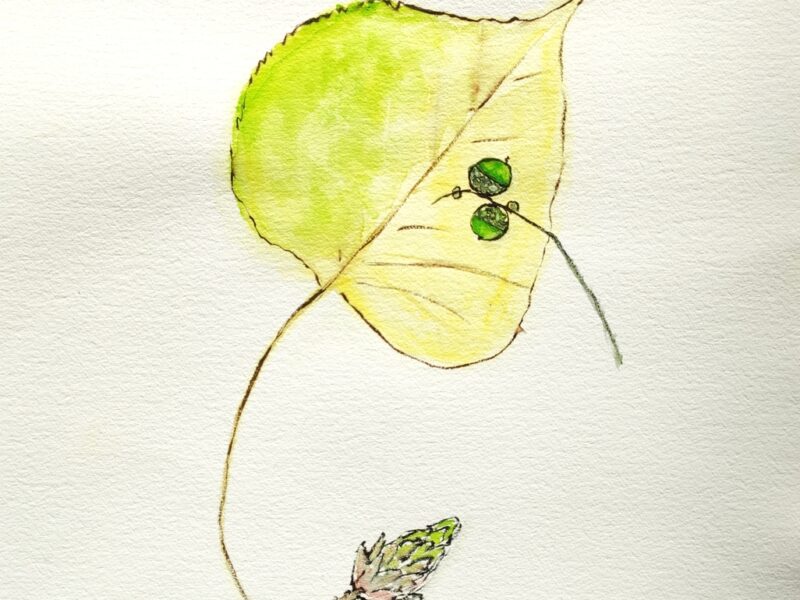 Blatt-Eicheln-Zapfen-Aquarell