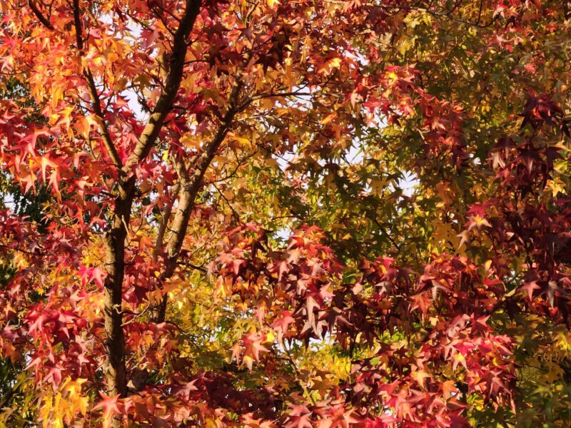 amberbaum-herbst