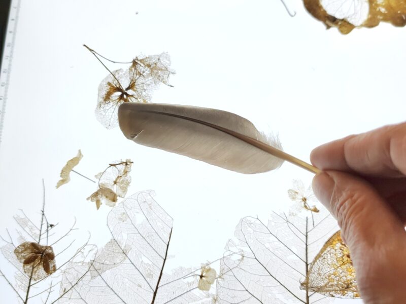 naturfundstücke-leuchttisch