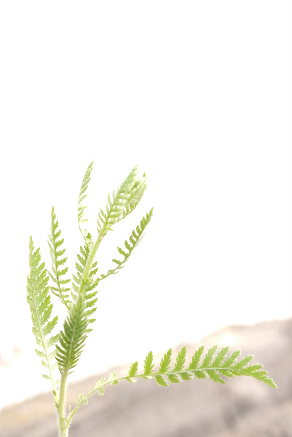 Botanicals 2 2019 Photography © Christiane Weismüller Schafgarbe-Austrieb