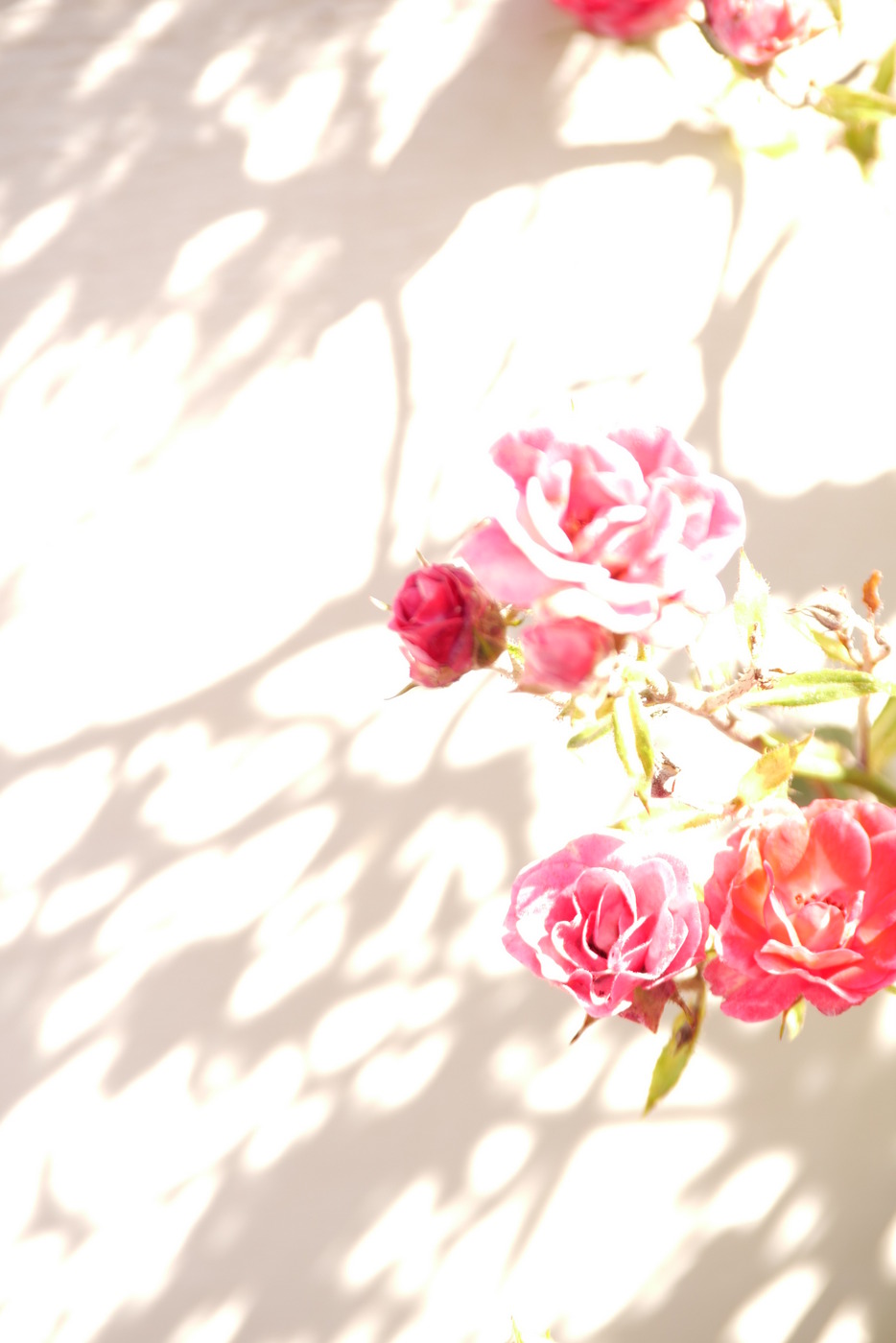 Rosen-rot