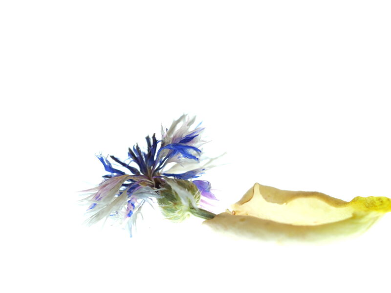 kornblume-light-table