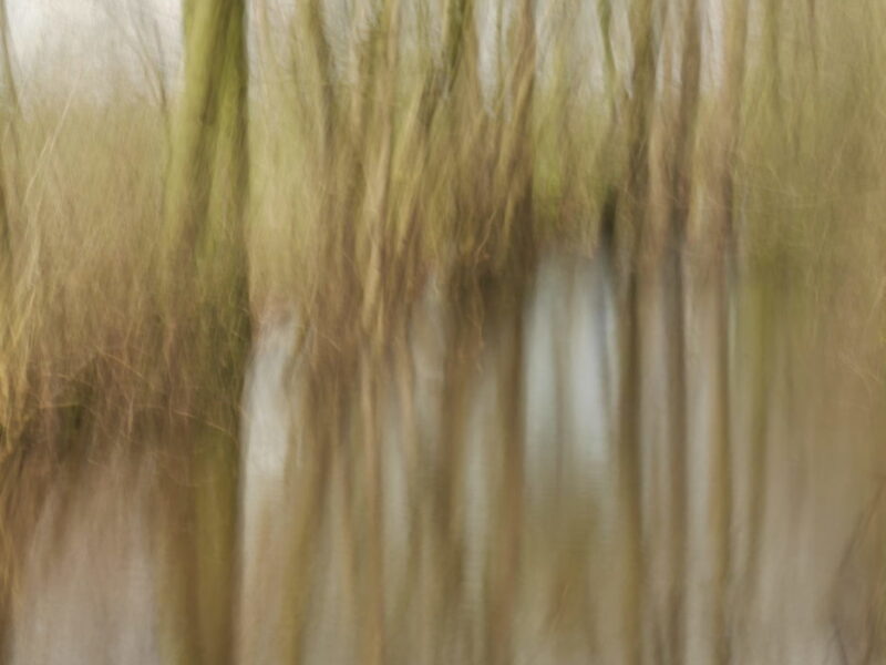 bäume-wasser-fruehling