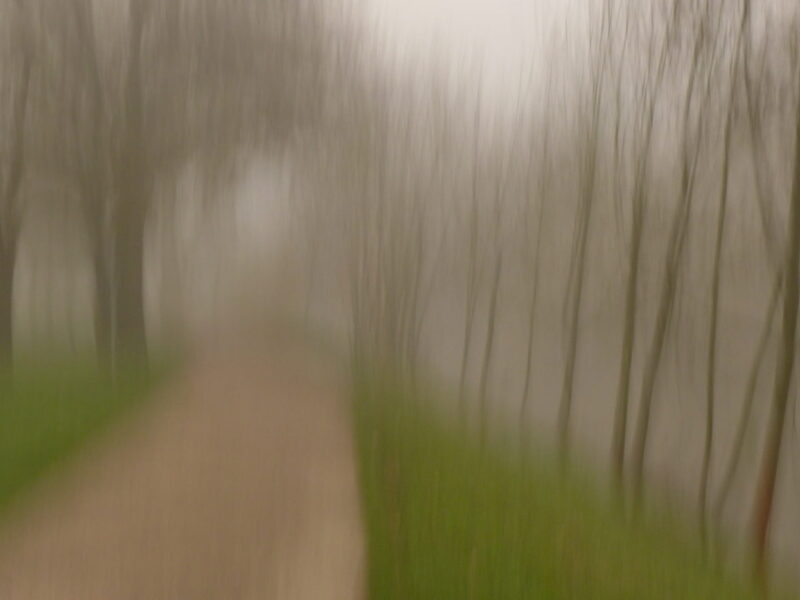 weg-baueme-nebel