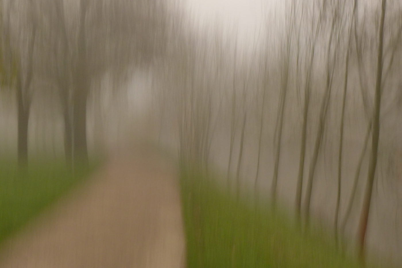 weg-baueme-nebel