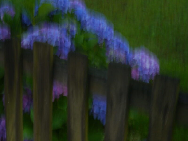 Hortensien-Zaun