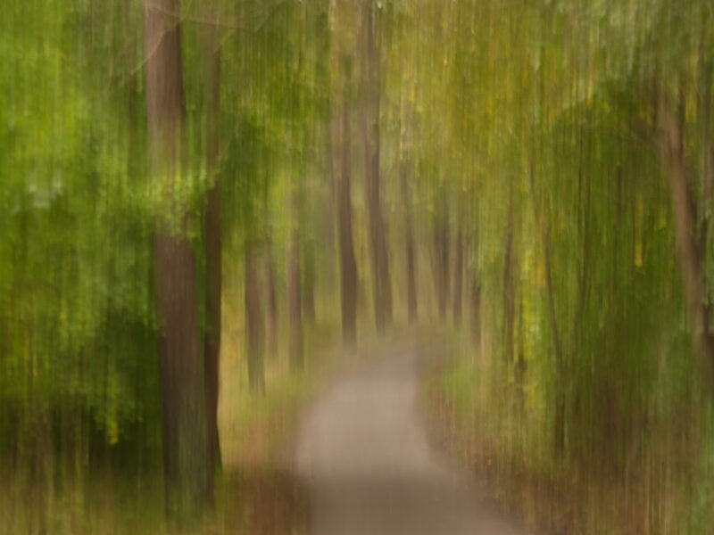 weg-wald-frueherbst