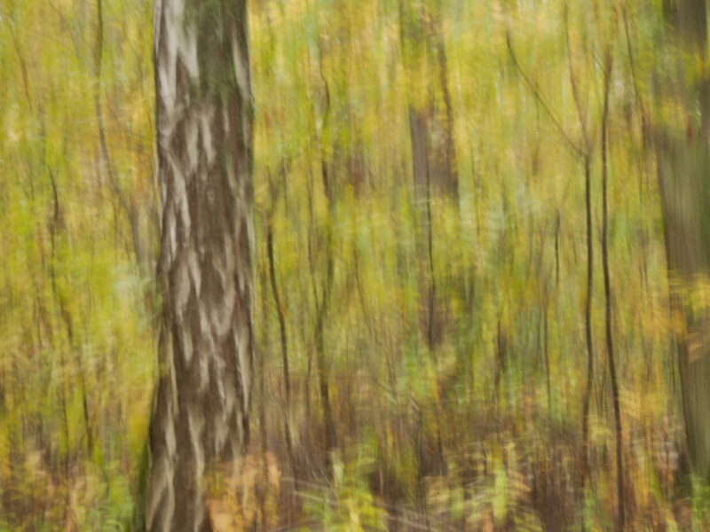 birke-herbstwald
