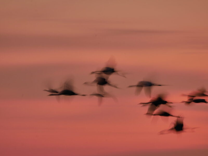 kraniche-flugbild-abend