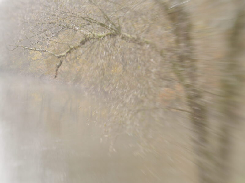 baum-im-schneetreiben