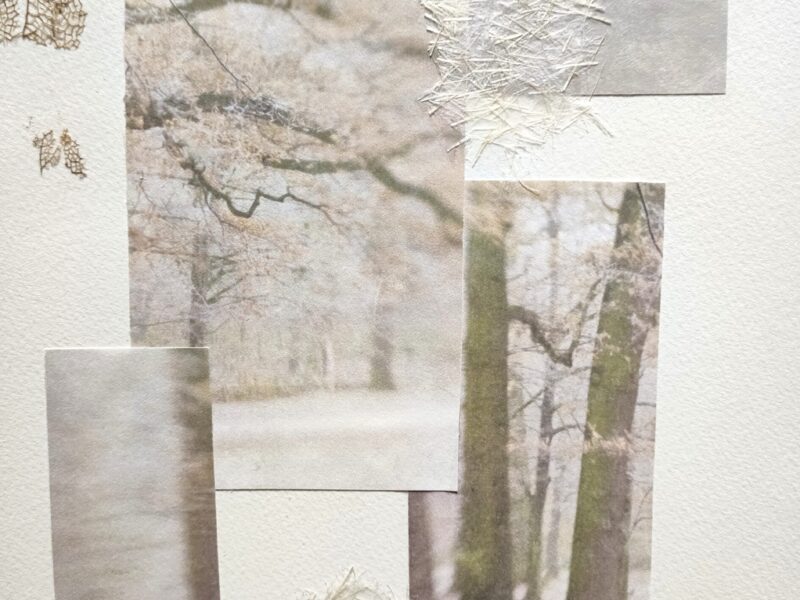 collage-eichen-winter