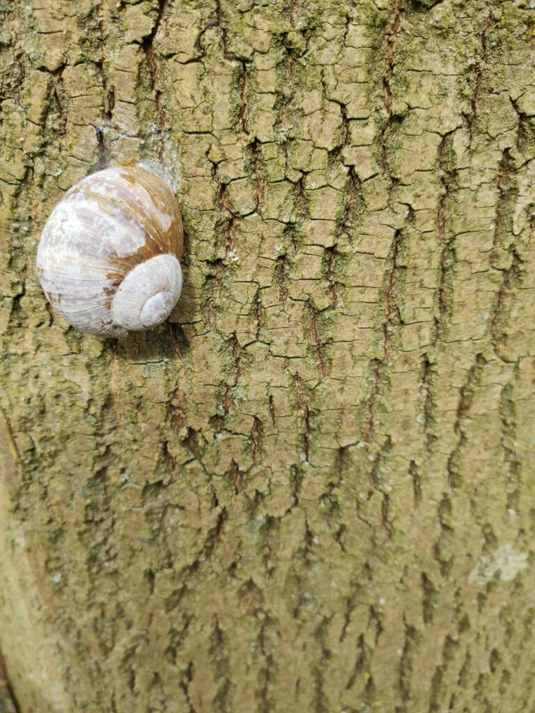 Attention 2024 © Christiane Weismüller schnecke-baumstamm